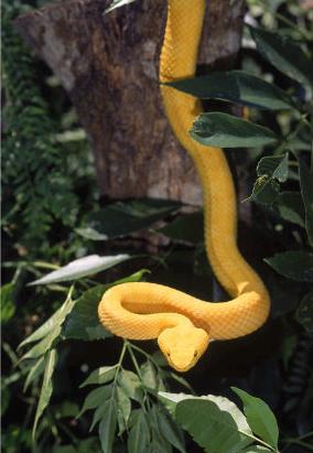 eyelashvipersnake.jpg