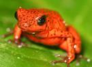 frog.jpg