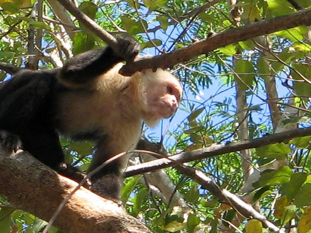 monkey.jpg