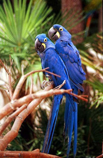 parrots.jpg