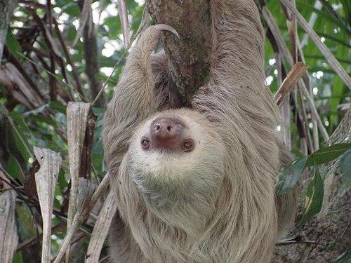 sloth.jpg