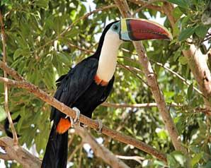 toucan.jpg